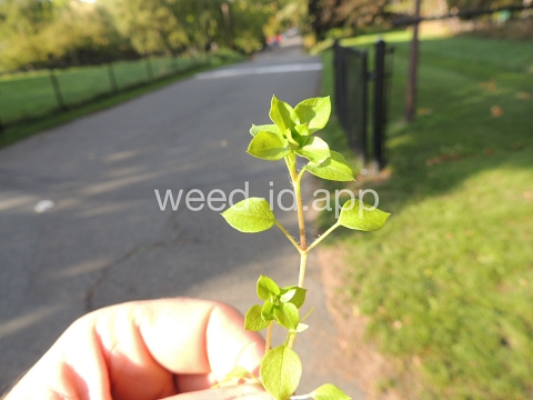 chickweed, common